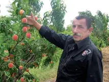 Высокая зимостойкость