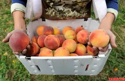 Не прихотлив в выращивании